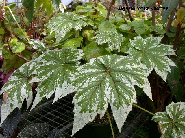 B. ‘Anita’